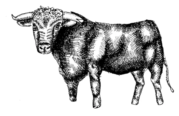 Bull 1